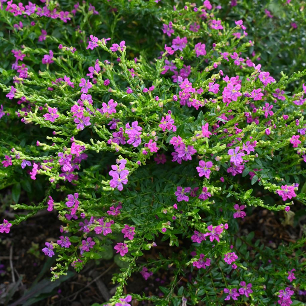 Cuphea hyssopifolia Purple