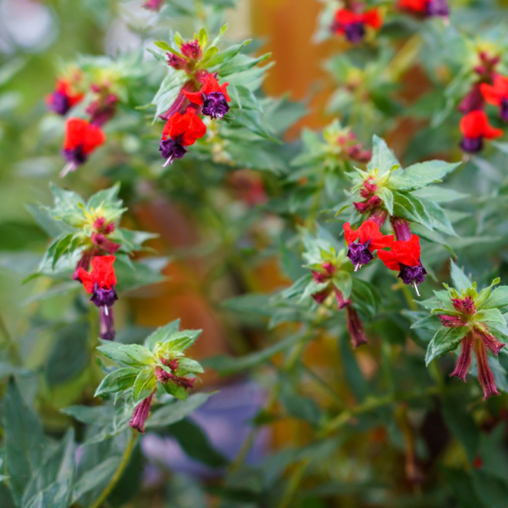 Cuphea llavea Torpedo