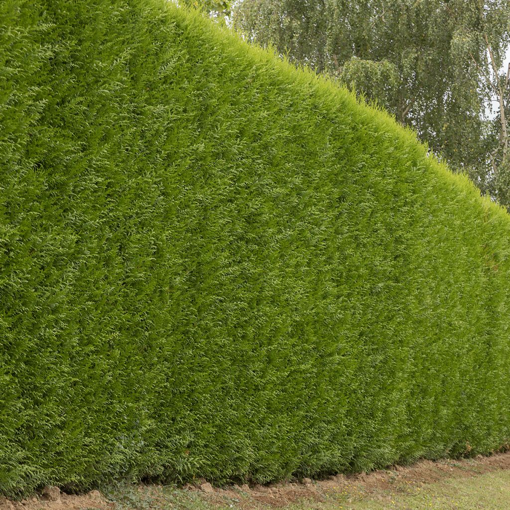 Cipreste-de-Leyland Atro - Cupressocyparis leylandii