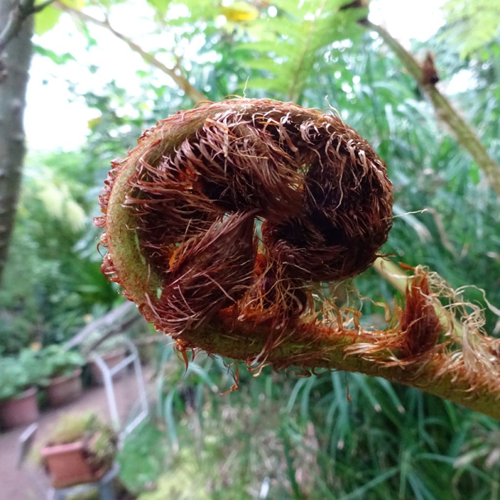 Cyathea australis