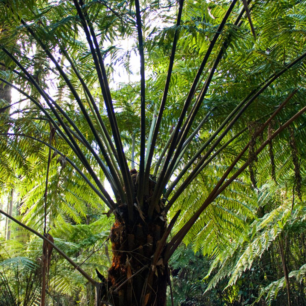 Cyathea australis