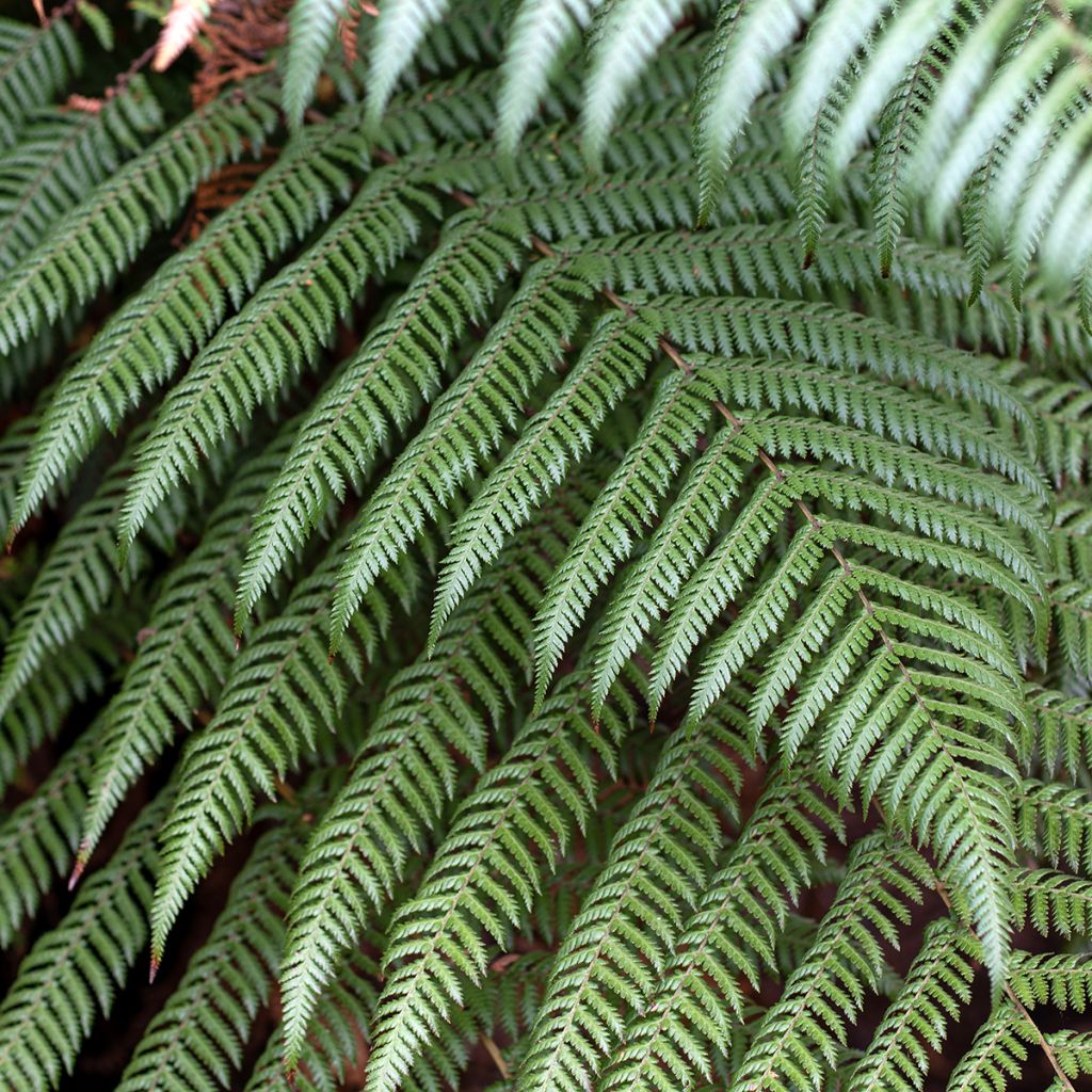 Cyathea australis
