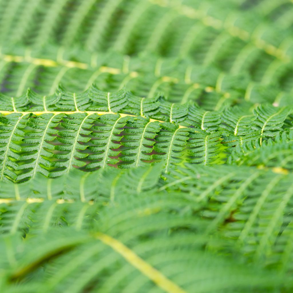 Cyathea australis