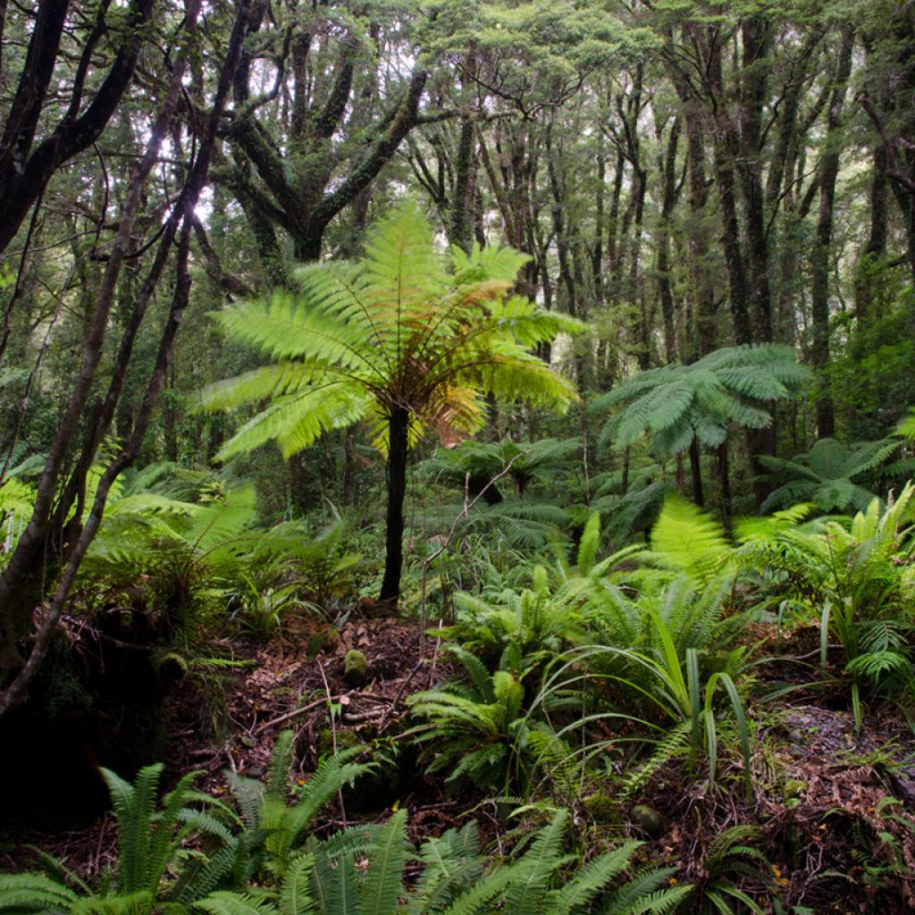 Cyathea australis