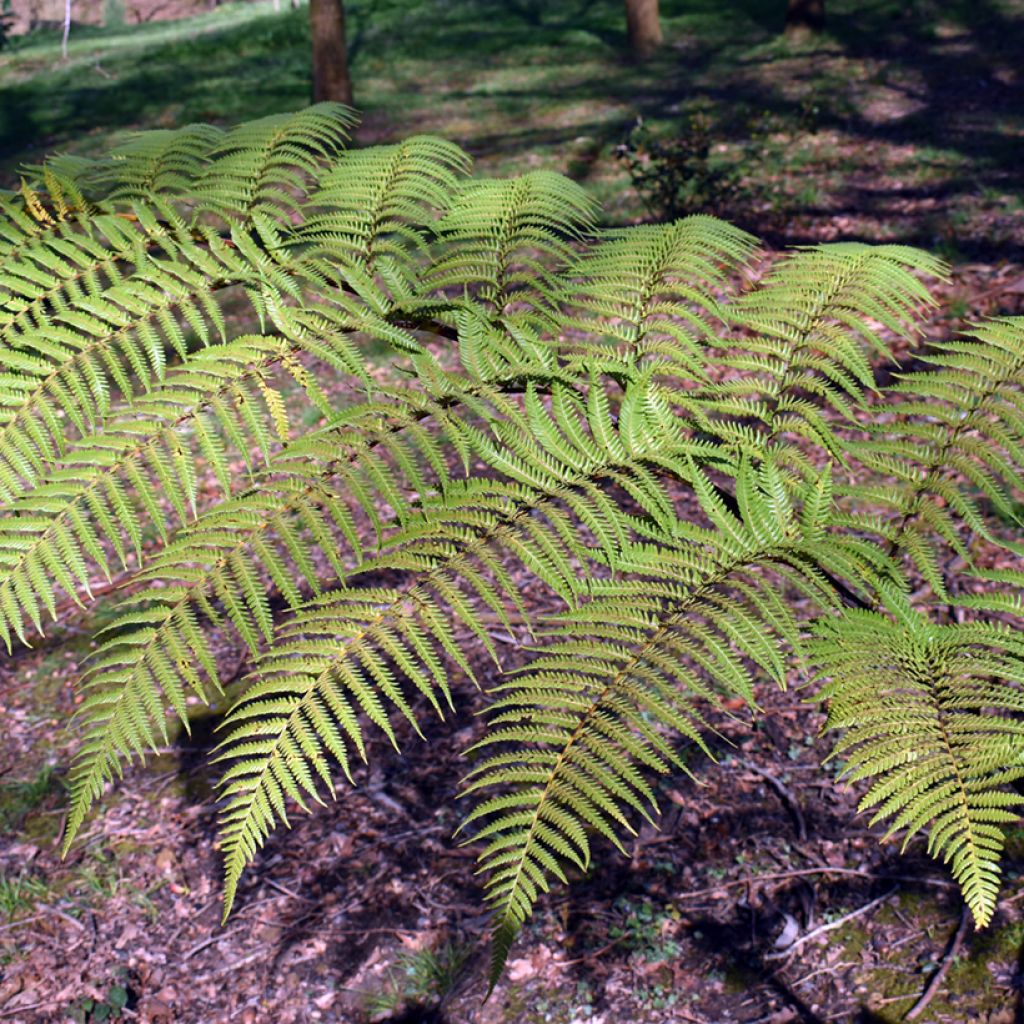 Cyathea brownii