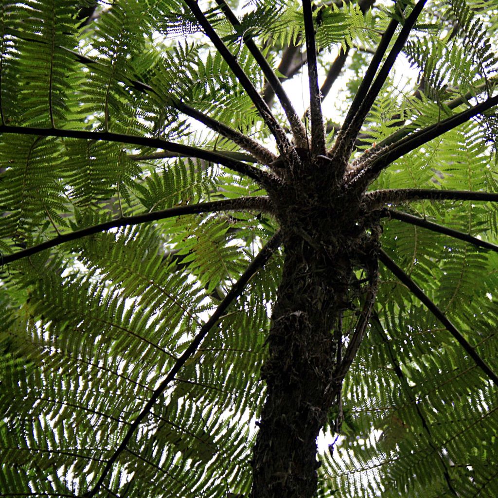Cyathea cooperi