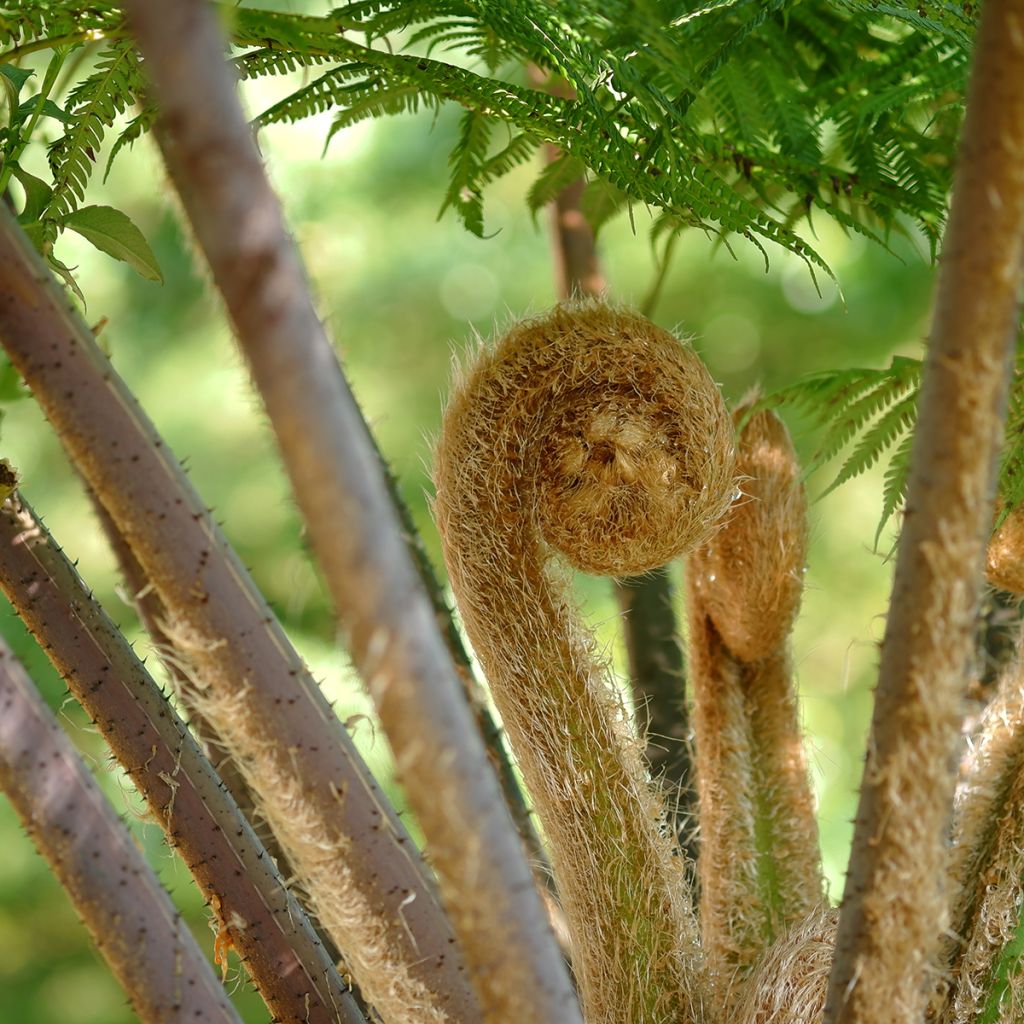 Cyathea cooperi