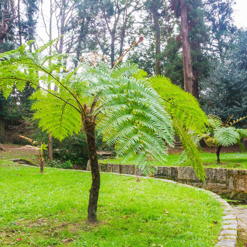 Cyathea cooperi