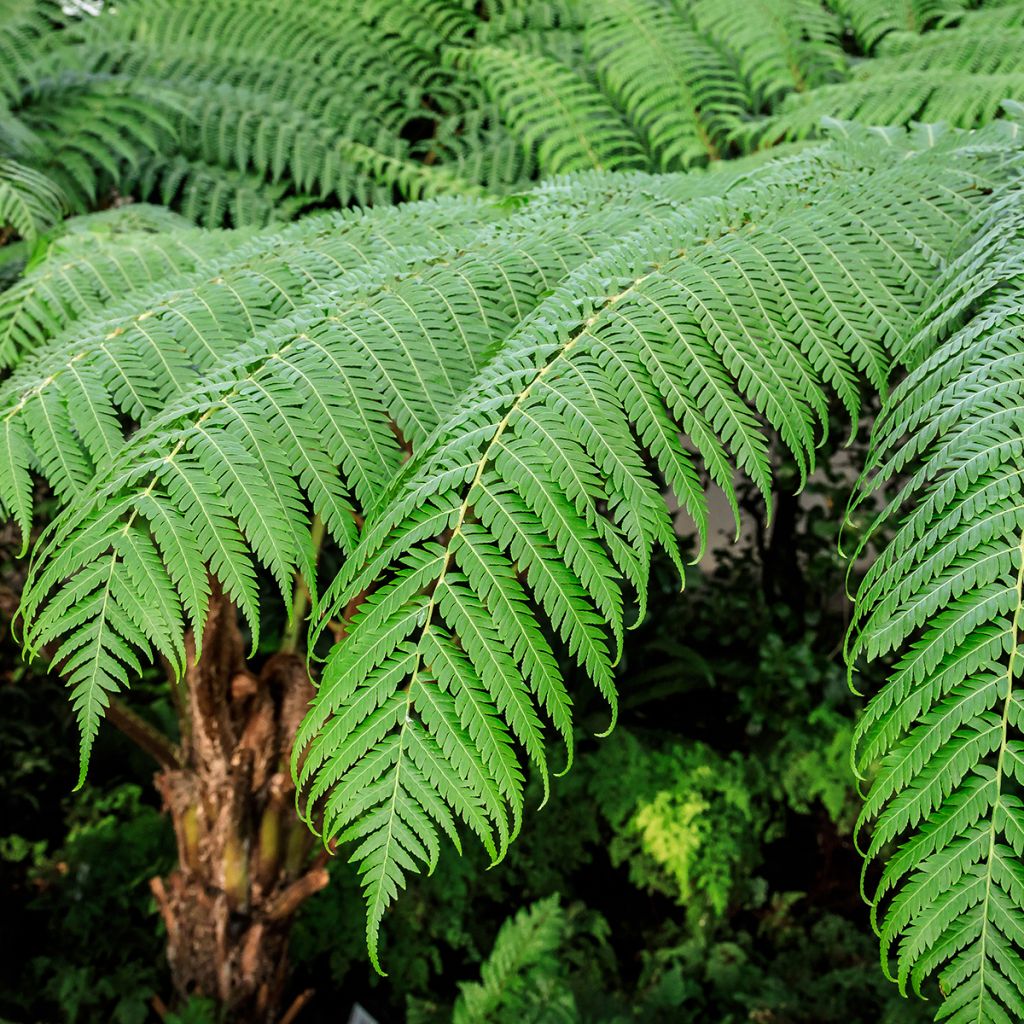 Cyathea cooperi