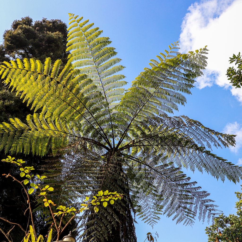 Cyathea cooperi