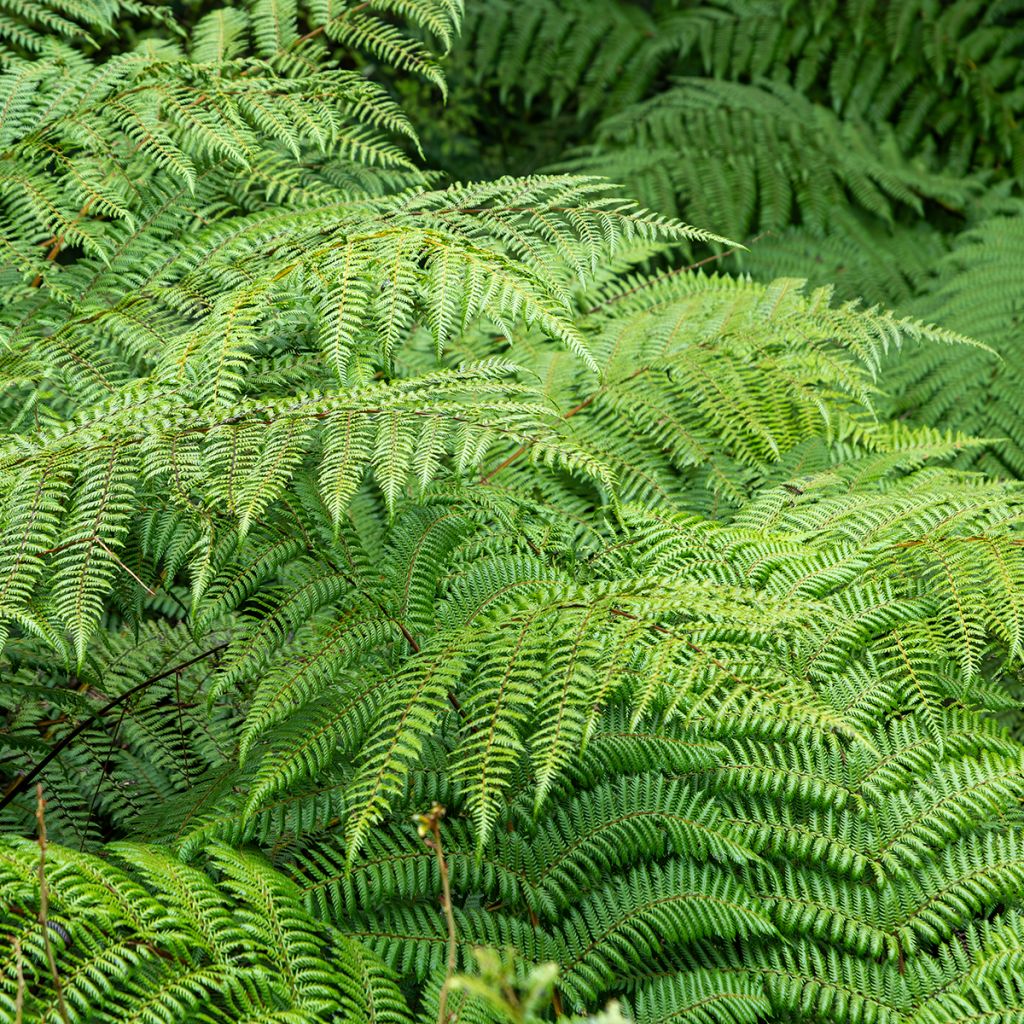 Cyathea dealbata