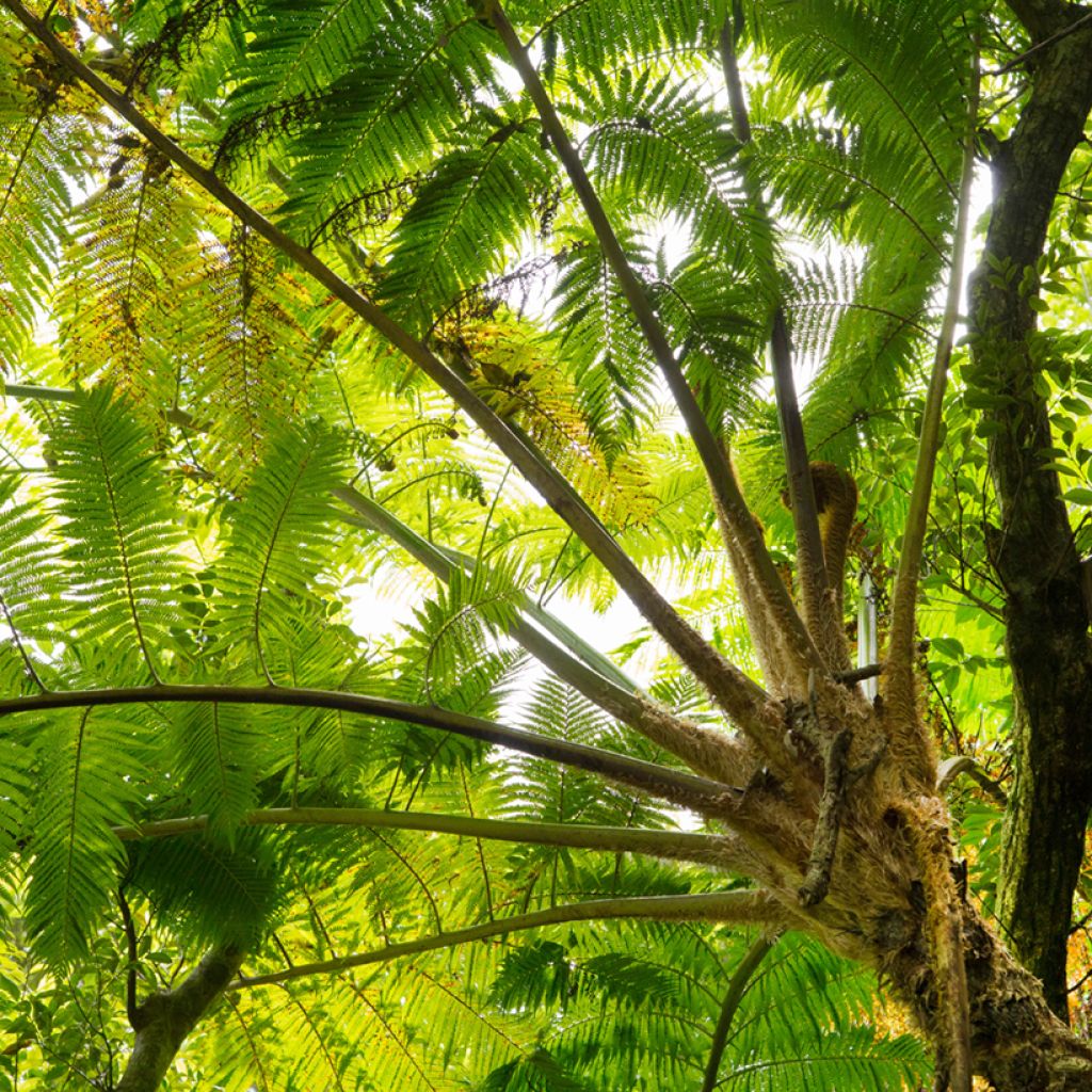 Cyathea felina