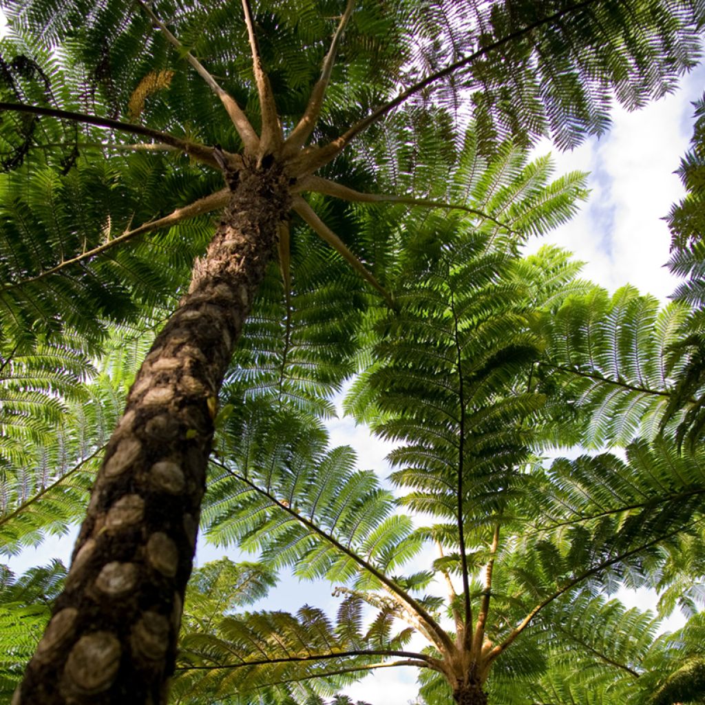 Cyathea lunulata