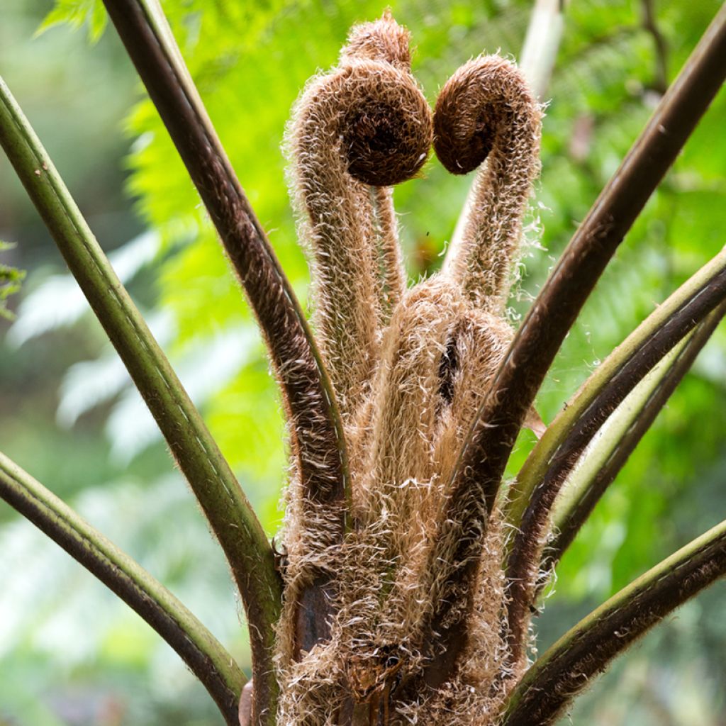 Cyathea lunulata