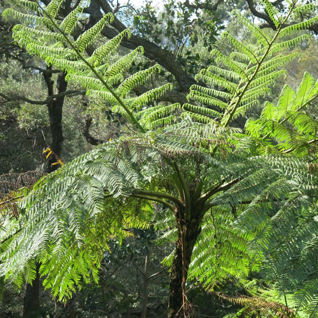 Cyathea medullaris