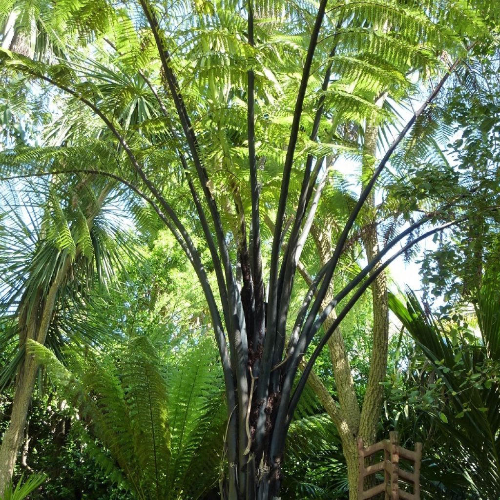 Cyathea medullaris