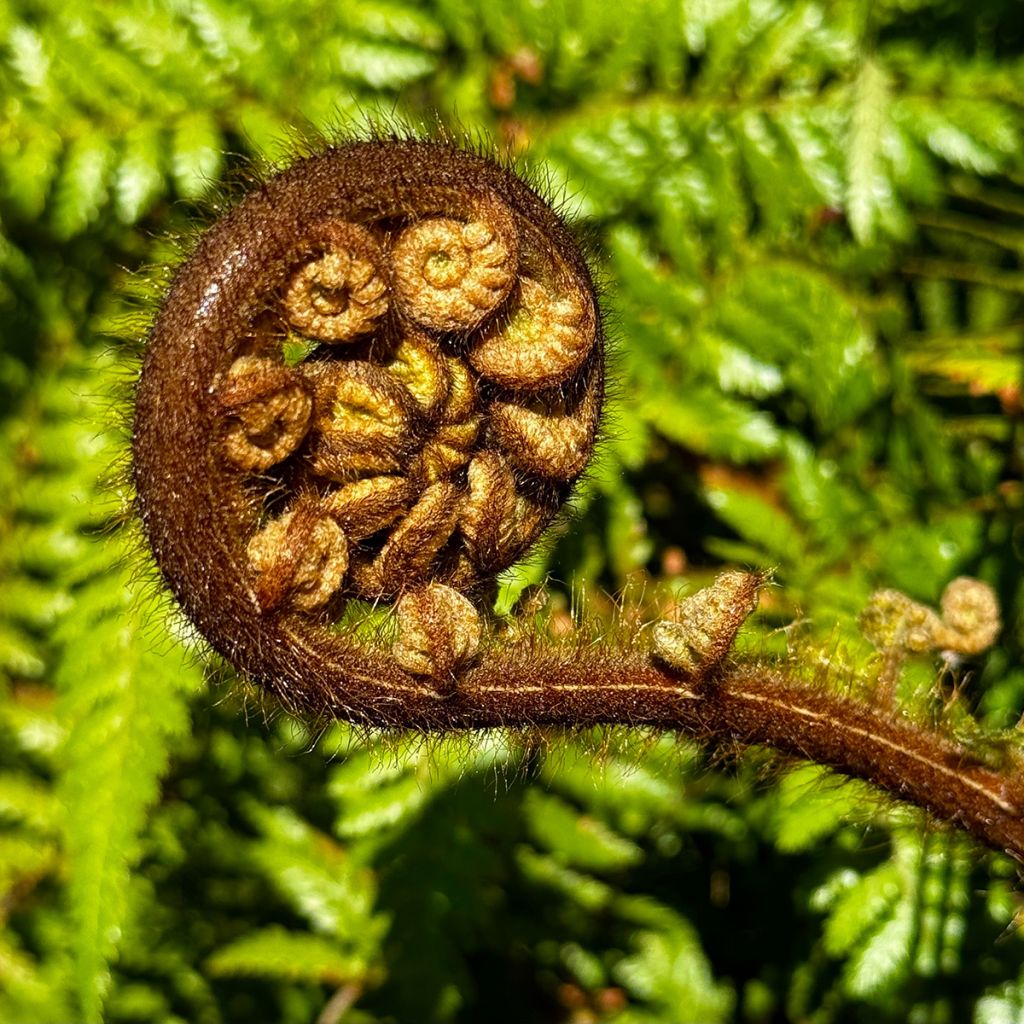 Cyathea medullaris