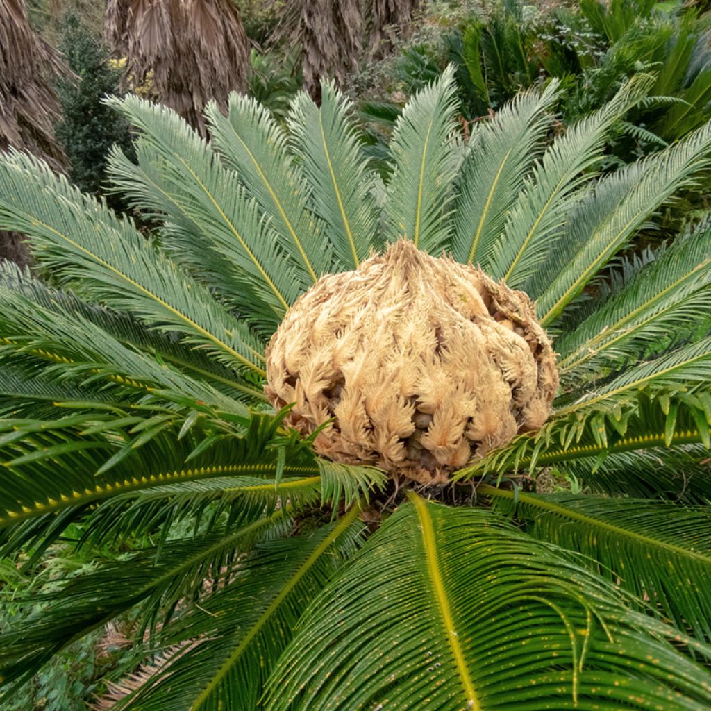 Cycas revoluta