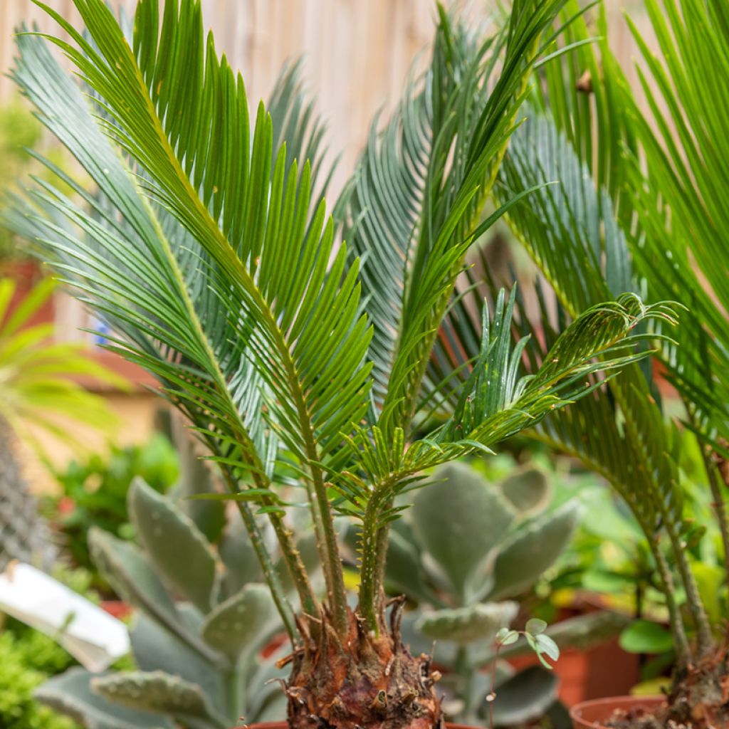 Cycas revoluta