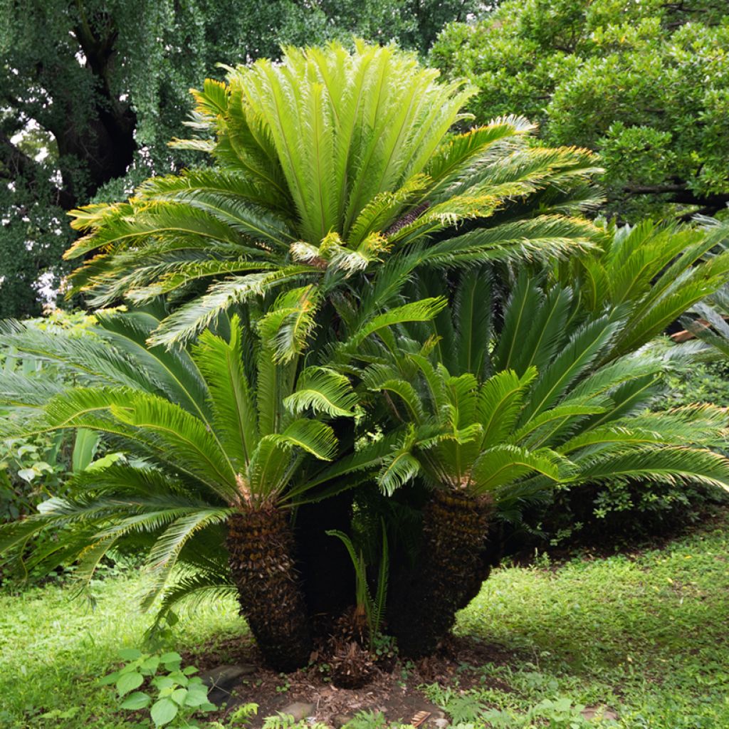 Cycas revoluta