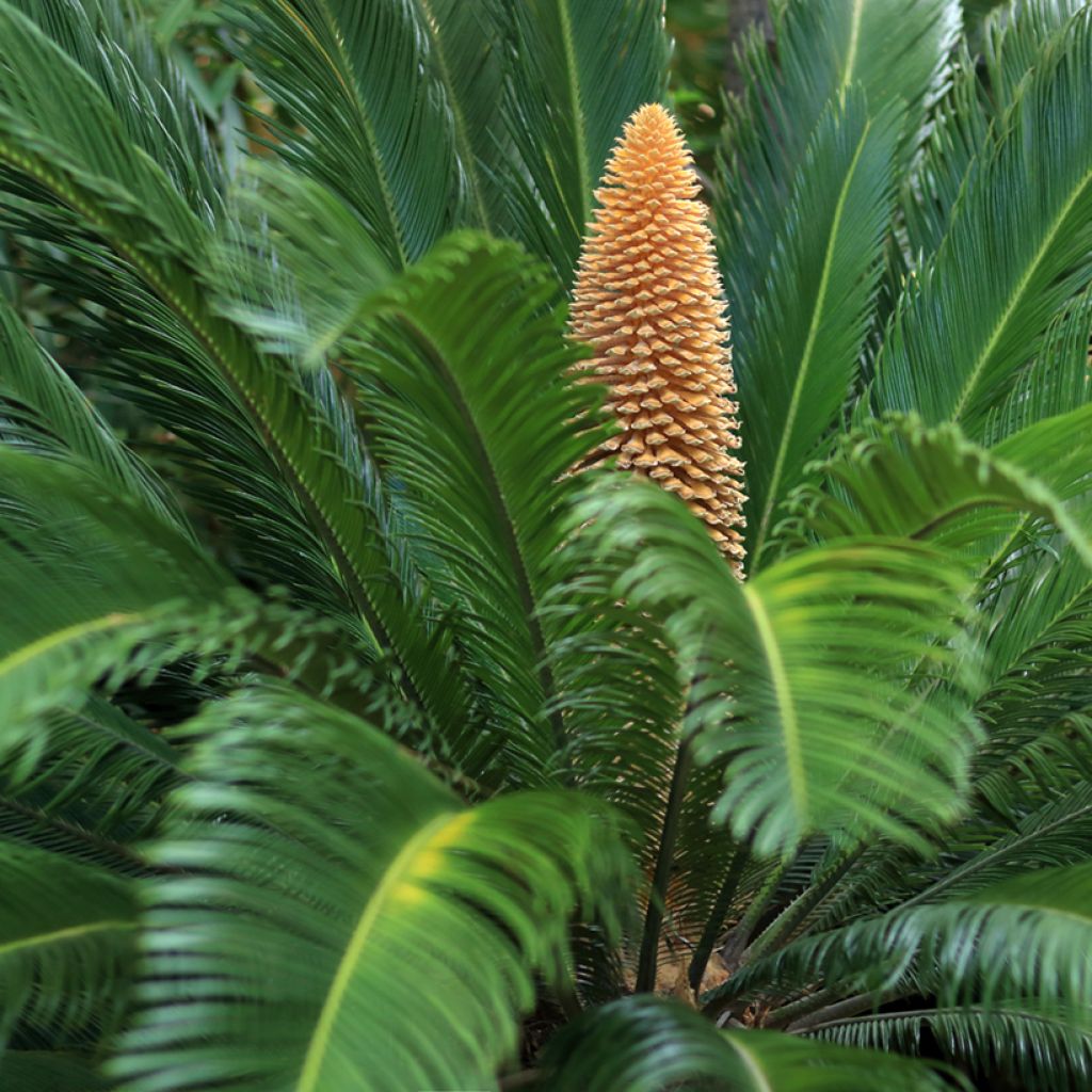 Cycas revoluta