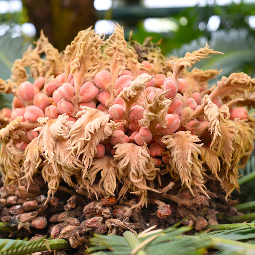 Cycas revoluta