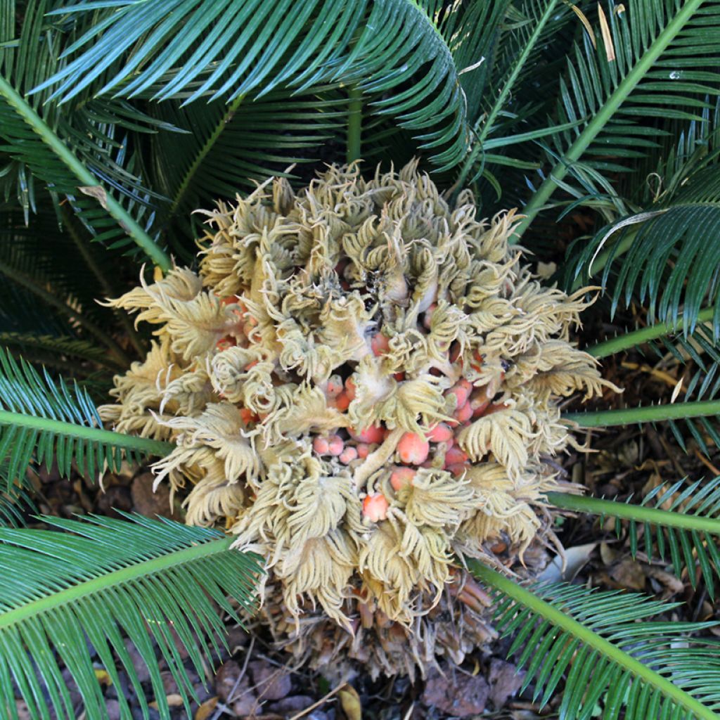 Cycas revoluta