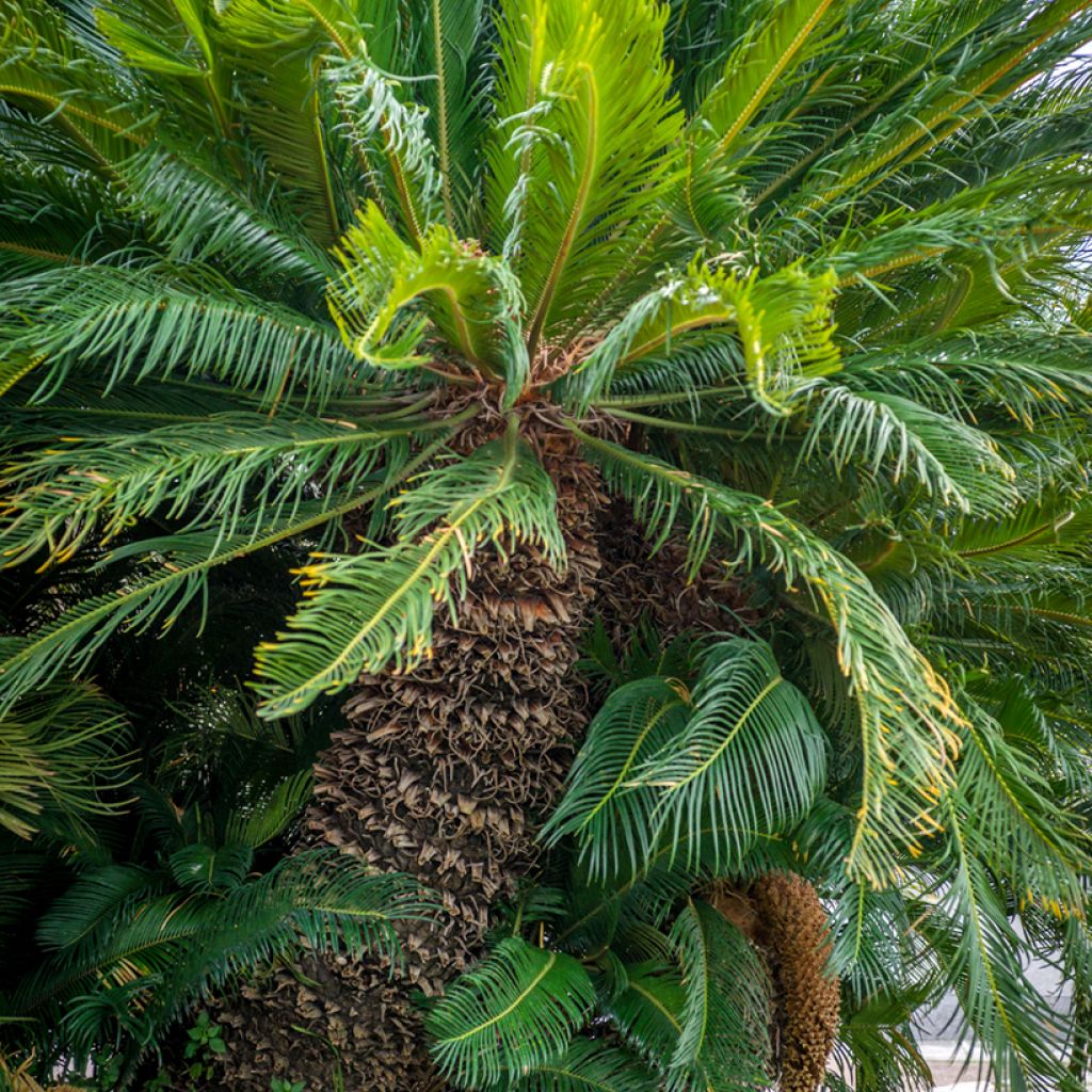 Cycas revoluta