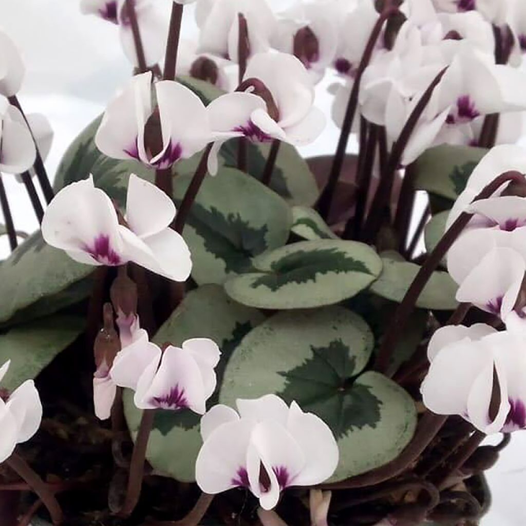 Cyclamen coum Christmas Tree branco