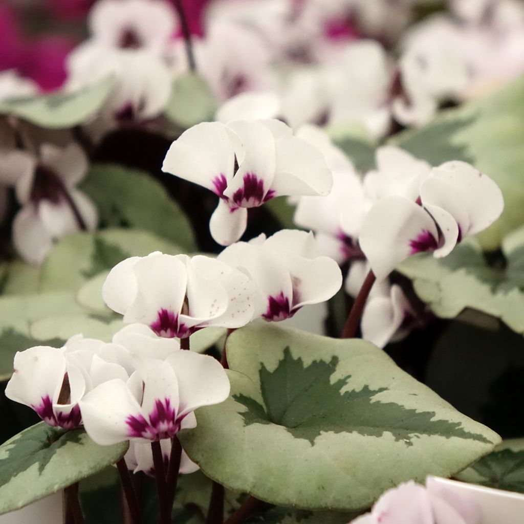 Cyclamen coum Christmas Tree branco