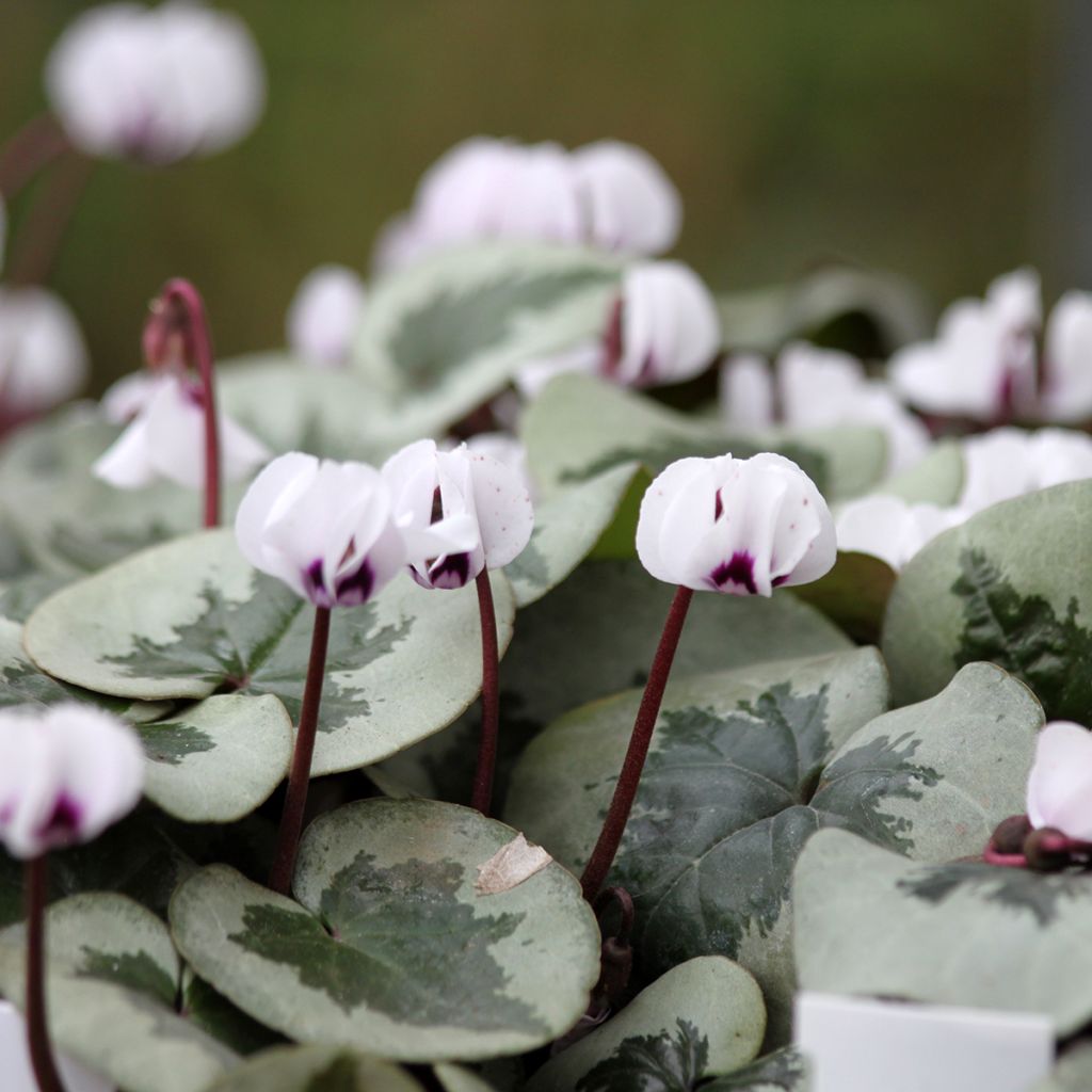 Cyclamen coum Christmas Tree branco