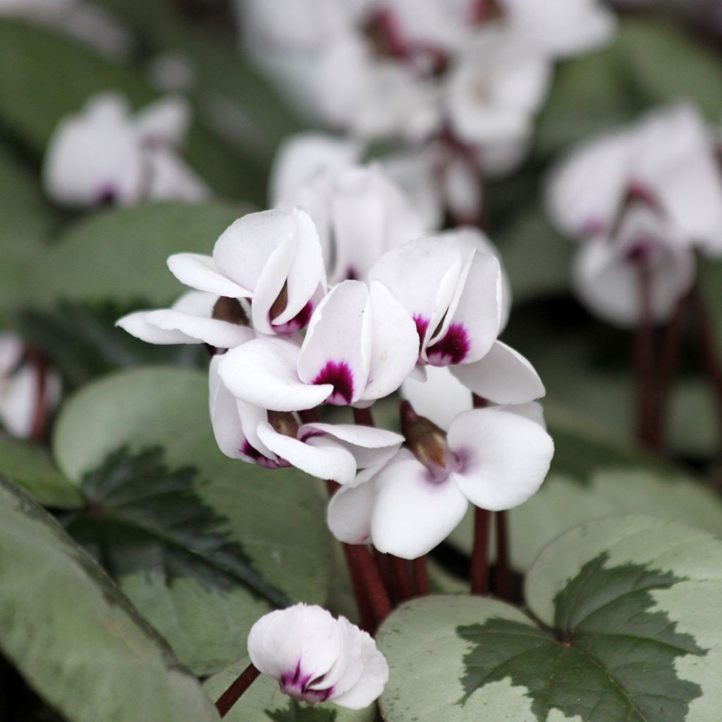 Cyclamen coum Christmas Tree branco