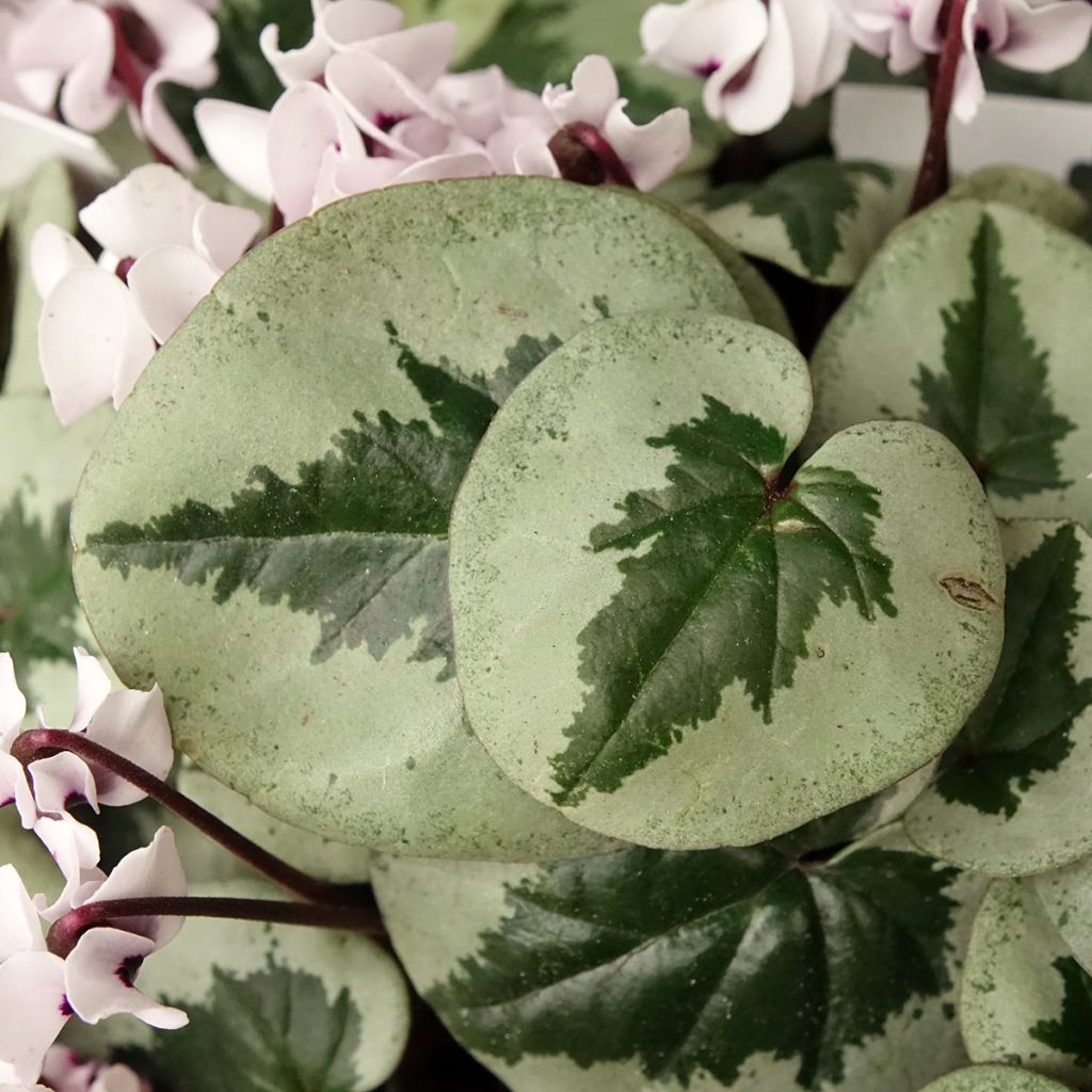 Cyclamen coum Christmas Tree branco