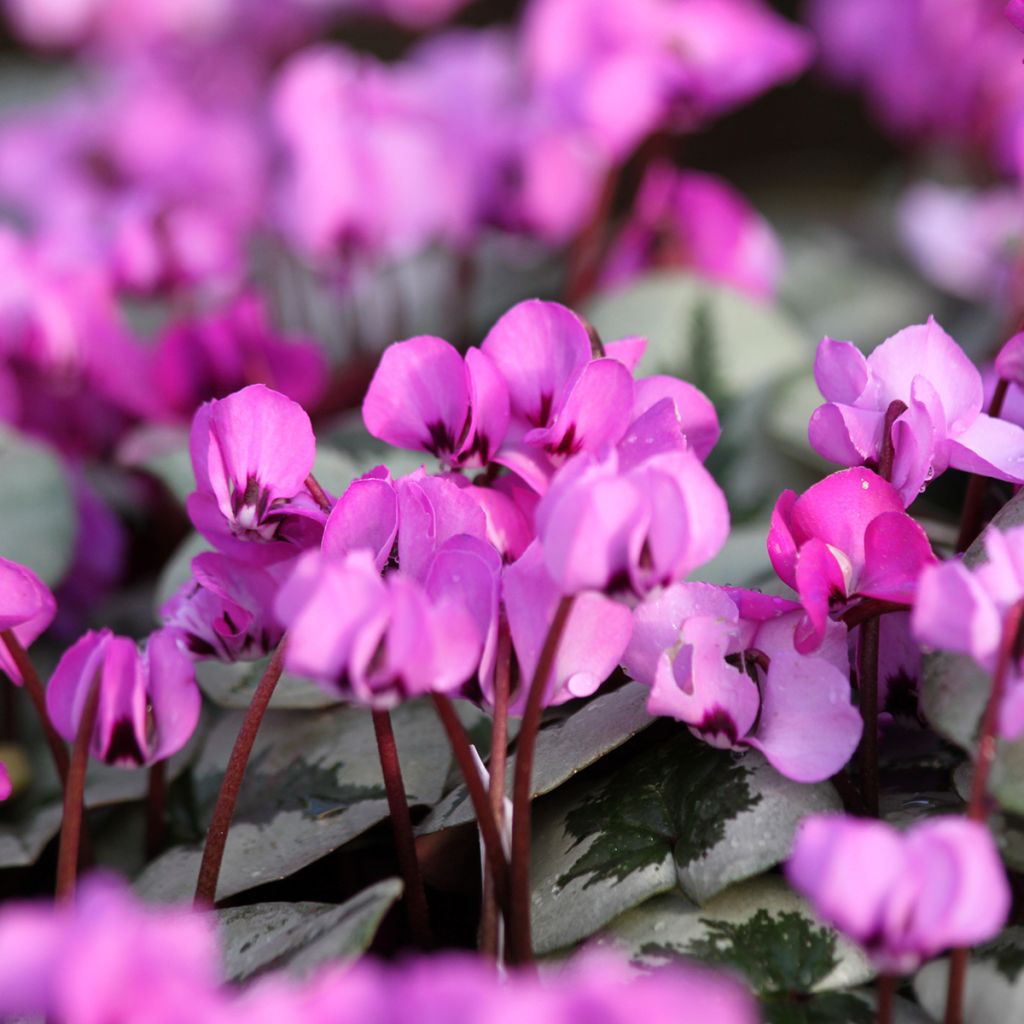 Cyclamen coum Christmas Tree Rosa