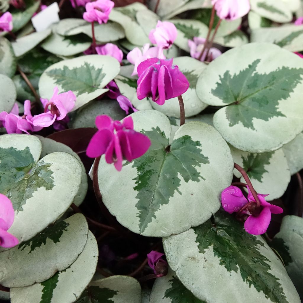 Cyclamen coum Christmas Tree Rosa