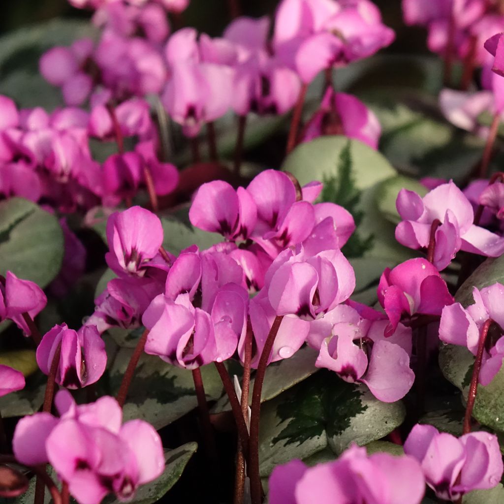 Cyclamen coum Christmas Tree Rosa