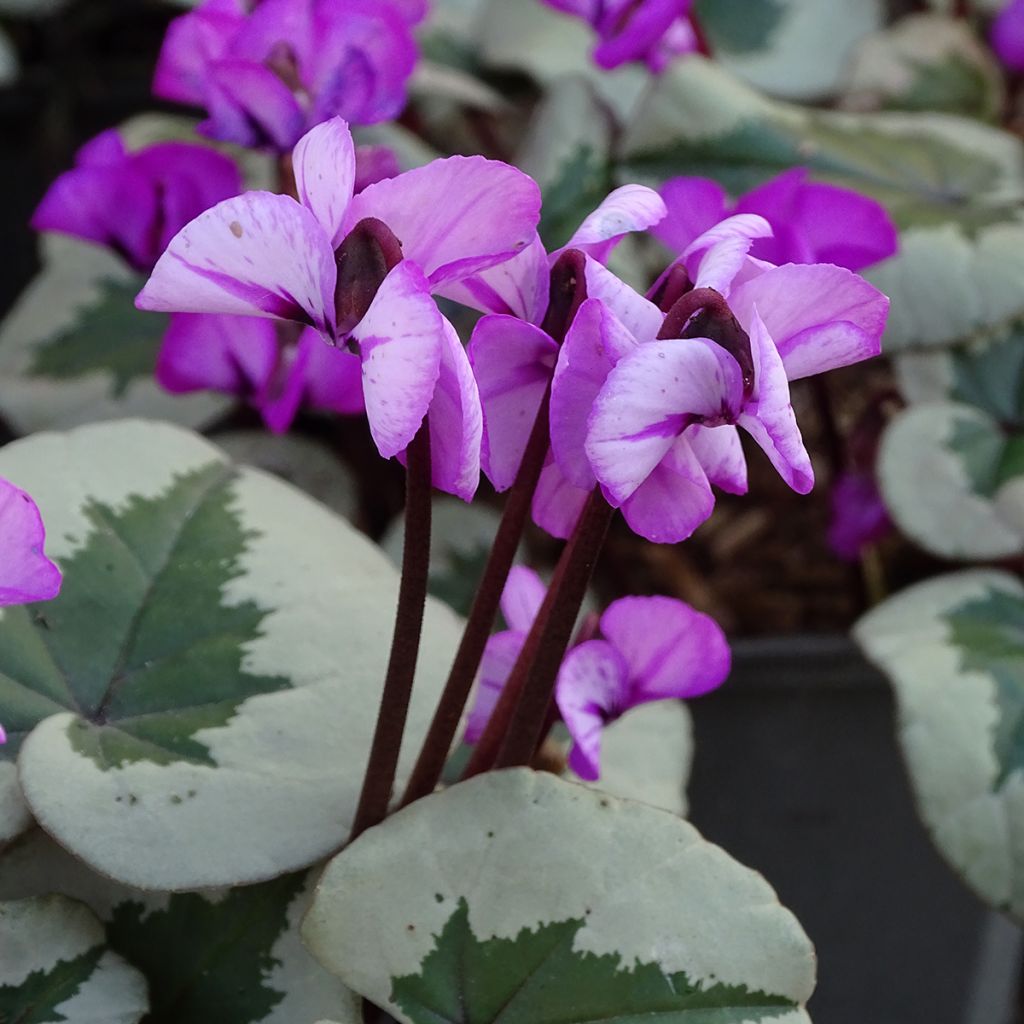 Cyclamen coum Christmas Tree Rosa
