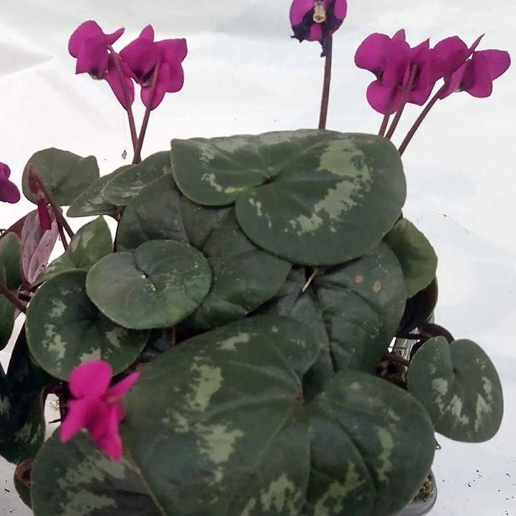 Cyclamen coum Meaden's Crimson folhagem marmorizada