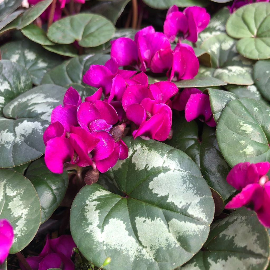 Cyclamen coum Meaden's Crimson folhagem marmorizada