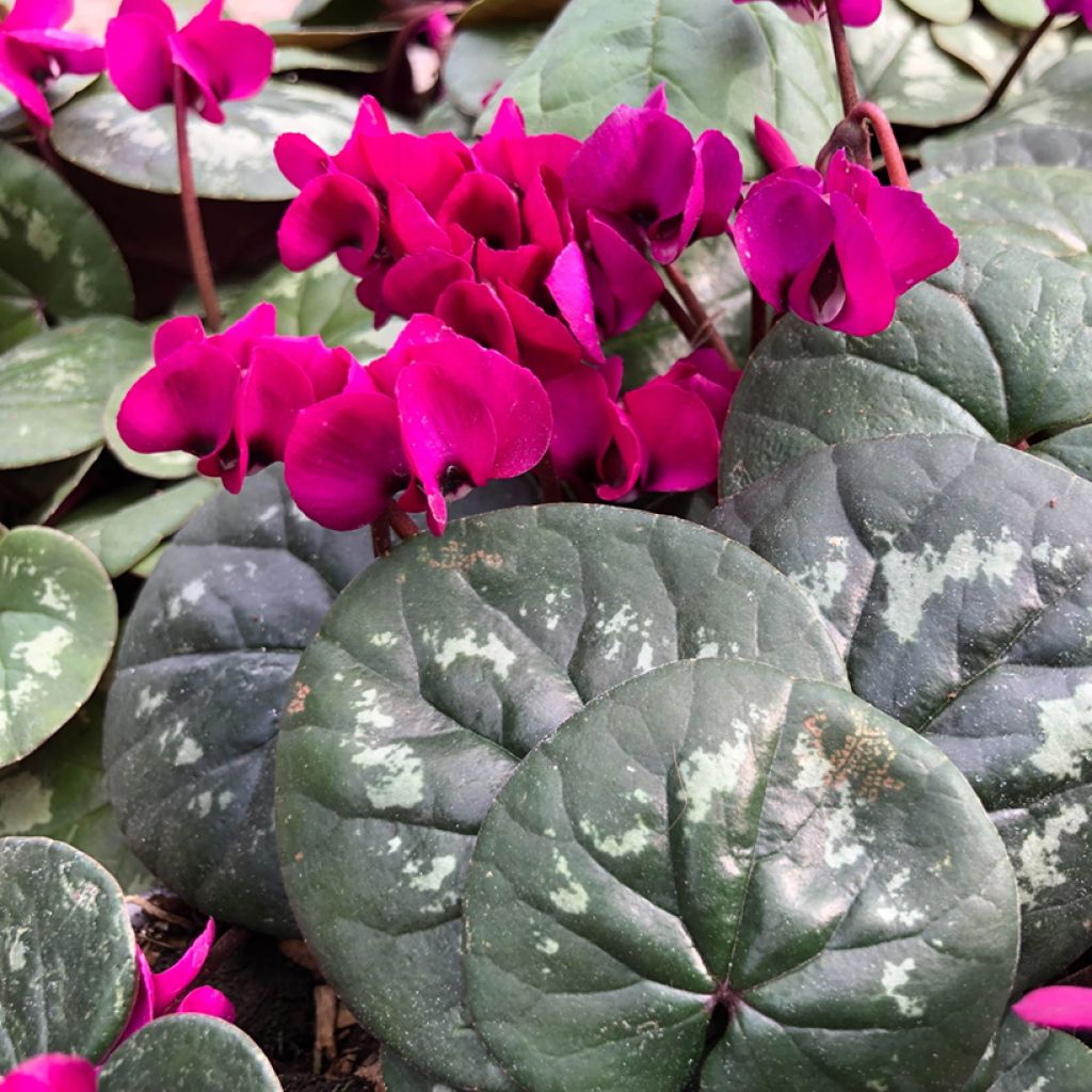 Cyclamen coum Meaden's Crimson folhagem marmorizada