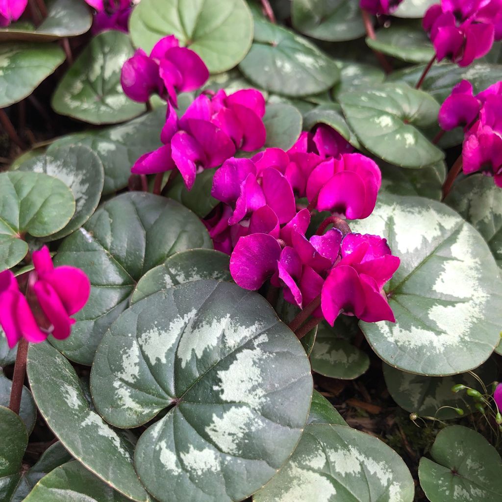 Cyclamen coum Meaden's Crimson folhagem marmorizada
