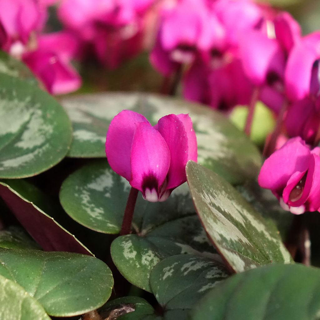 Cyclamen coum Meaden's Crimson folhagem marmorizada