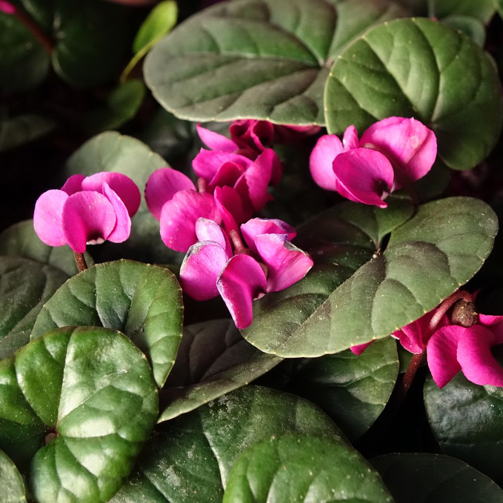 Cyclamen coum Meaden's Crimson folhagem verde