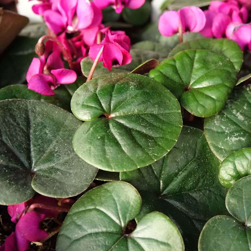 Cyclamen coum Meaden's Crimson folhagem verde