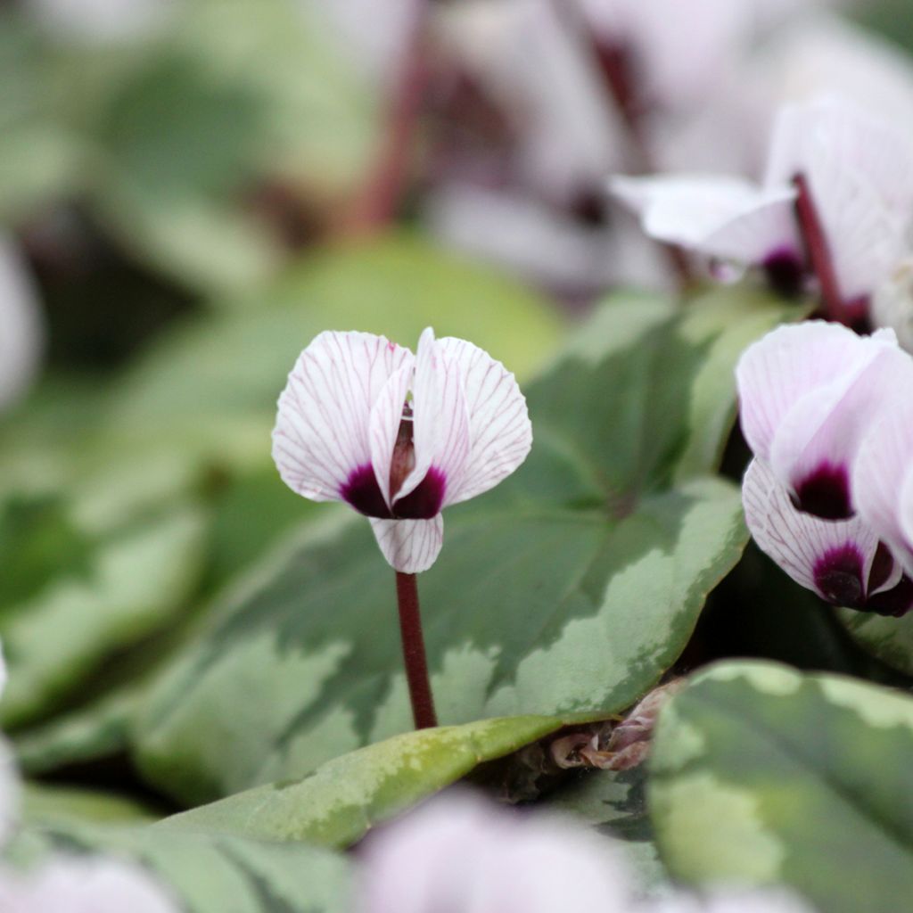 Cyclamen coum f. pallidum Porcelain