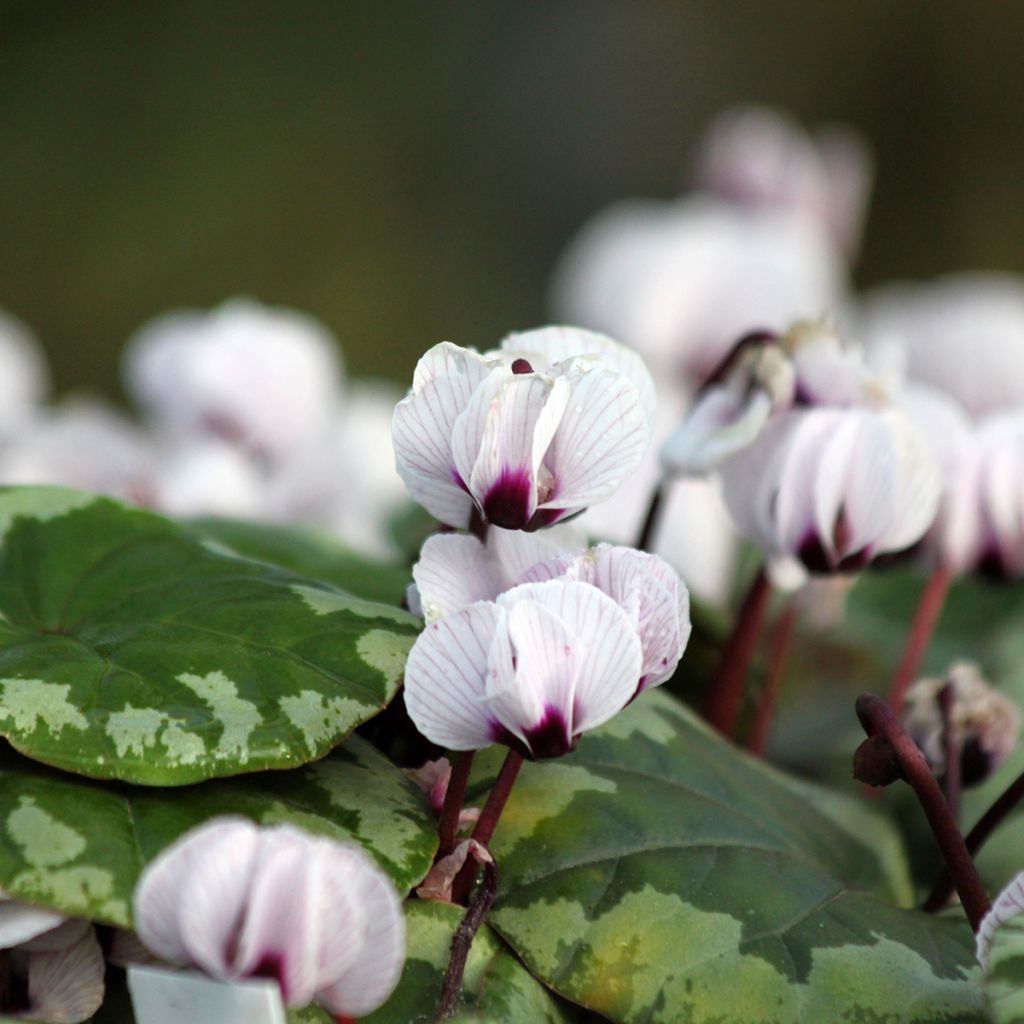 Cyclamen coum f. pallidum Porcelain