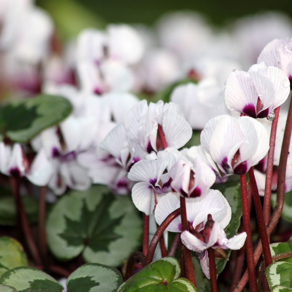 Cyclamen coum f. pallidum Porcelain