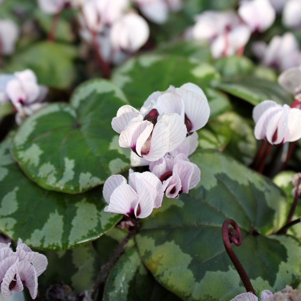 Cyclamen coum f. pallidum Porcelain