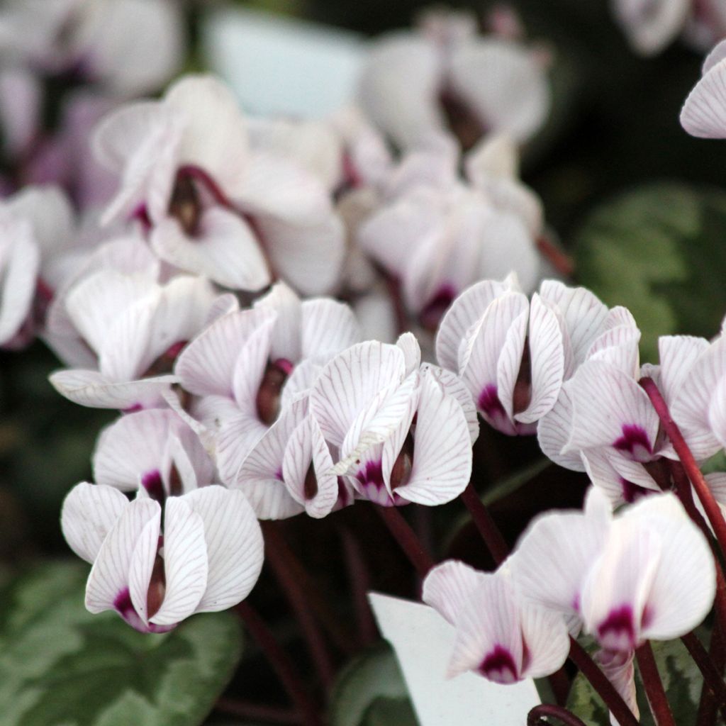 Cyclamen coum f. pallidum Porcelain