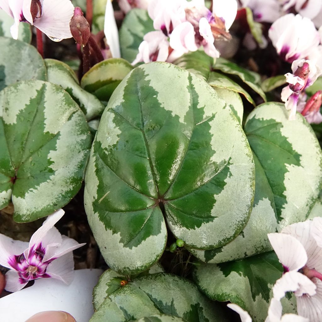 Cyclamen coum f. pallidum Porcelain